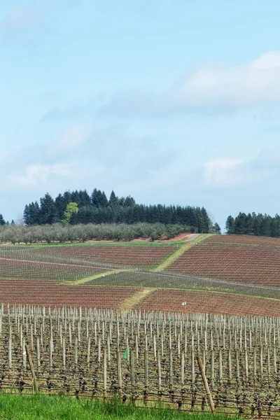 Pinot Noir üzüm bağları, Oregon — Stok fotoğraf