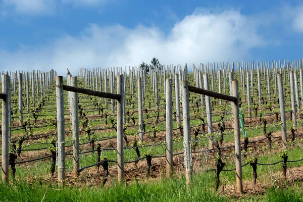 Pinot Noir vinice, Oregon — Stock fotografie