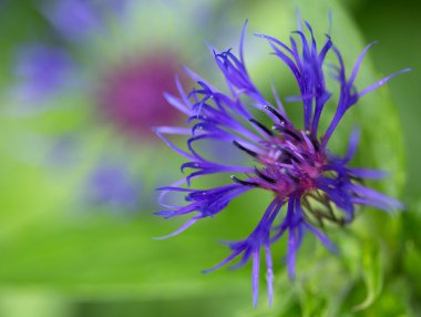Bekarlığa veda'nın düğmesi makro