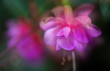 Gün Lily makro planda açılmamış tomurcukları ile