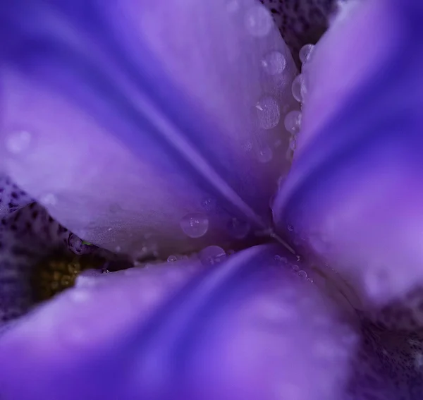 Purple Iris Macro with Raindrops — Stock Photo, Image