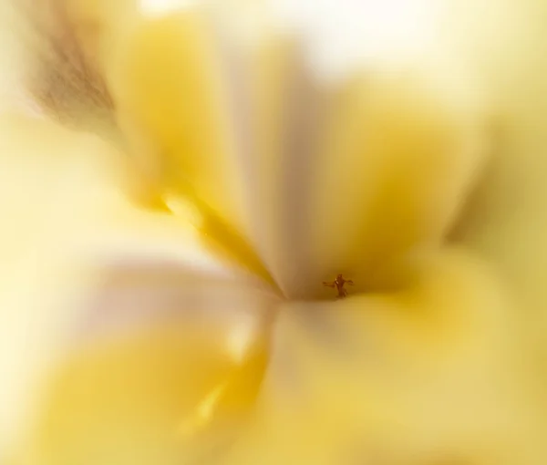 Žlutý Iris makro — Stock fotografie