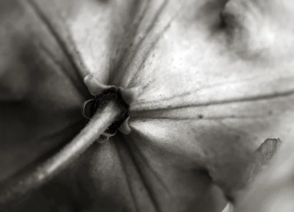 Macro fleur de rhododendron — Photo