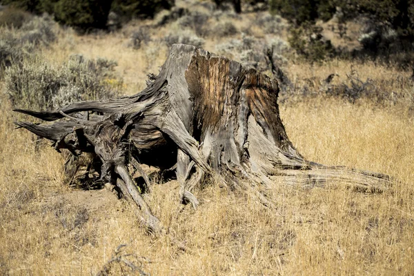 Western Hemlock Stump, Oregon Badlands — Stock Photo, Image