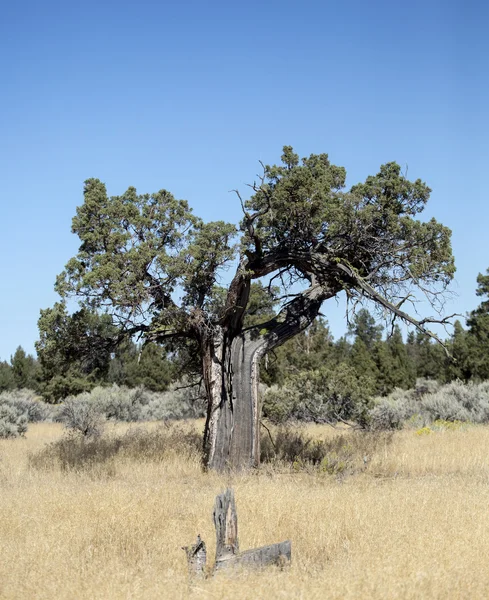 Zeer oude westerse Hemlock, Oregon Badlands — Stockfoto