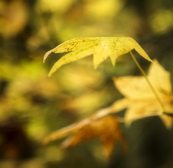 Autumn Leaves Background — Stock Photo, Image