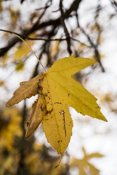 Foglie d'autunno ancora sull'albero — Foto Stock
