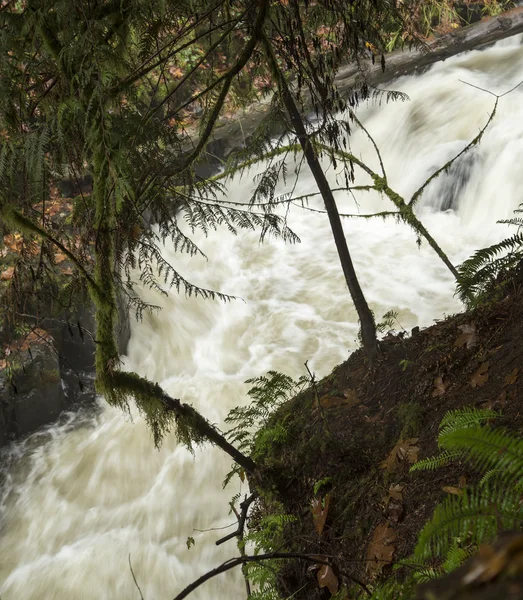 Cedar Creek perto do Old Grist Mill: Woodland, Washington — Fotografia de Stock