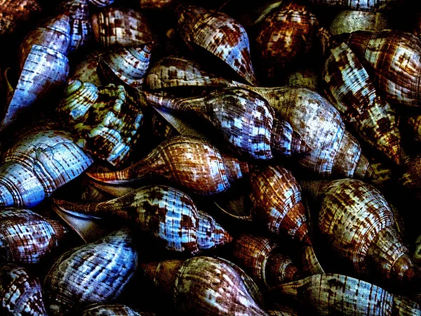 Cerith shells background — Stock Photo, Image