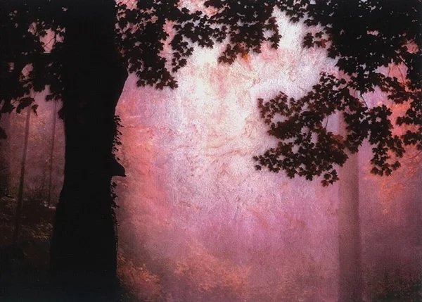 Σκιαγραφίες δασικών δένδρων — Φωτογραφία Αρχείου