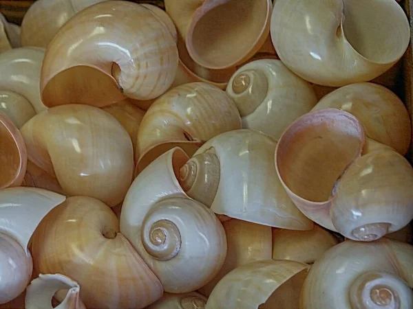 Bunch of Moon shells — Stock Photo, Image