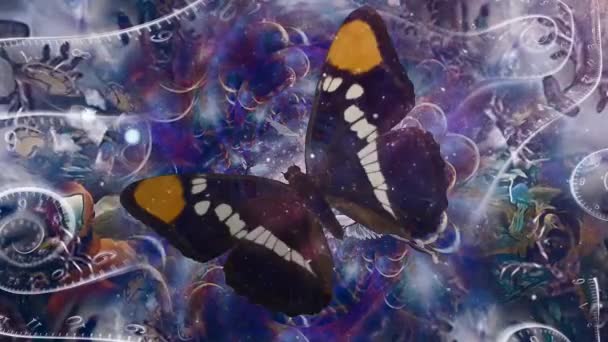 Mariposa en abstracto espiritual — Vídeo de stock