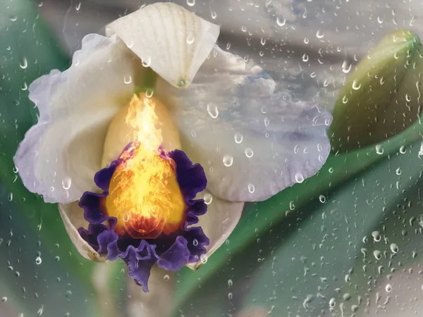 Burning Iris Flower