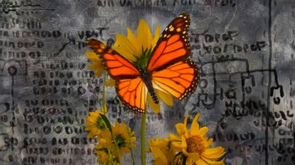 Πεταλούδα σε κίτρινο λουλούδι — Αρχείο Βίντεο