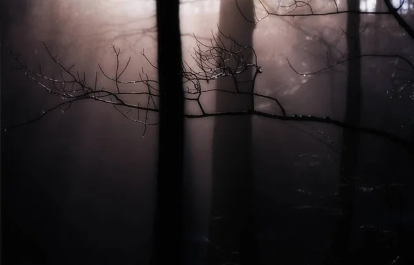 Spooky Forest. 3D Rendering — Stock Photo, Image