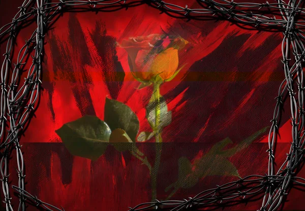 Piros rózsa és szögesdrót — Stock Fotó