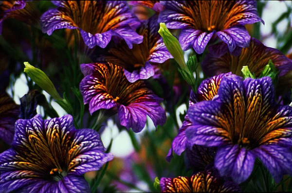 Schöne lila Blumen — Stockfoto