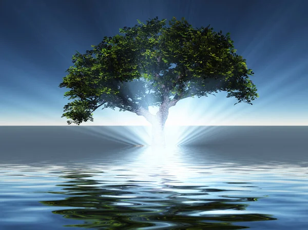 L'albero verde cresce dall'acqua — Foto Stock