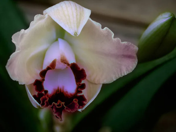 Hermosa Flor Iris Bud Cerca — Foto de Stock