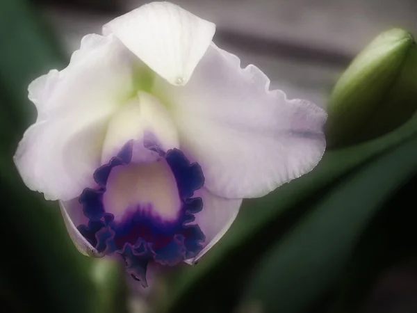 Beautiful Iris Flower Bud Close — Stock Photo, Image