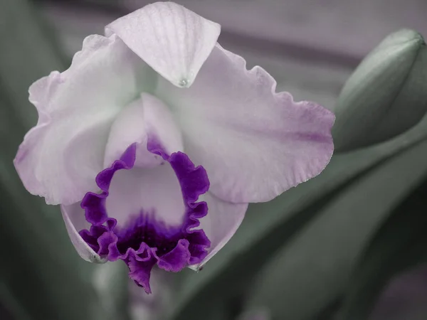 Beautiful Iris Flower Bud Close — Stock Photo, Image