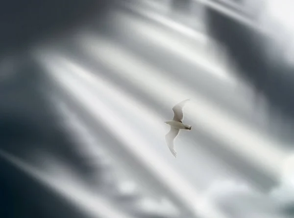 Oiseau Dans Ciel Rendu — Photo