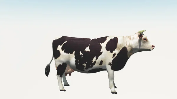 Cow Isolated White — Stock Photo, Image