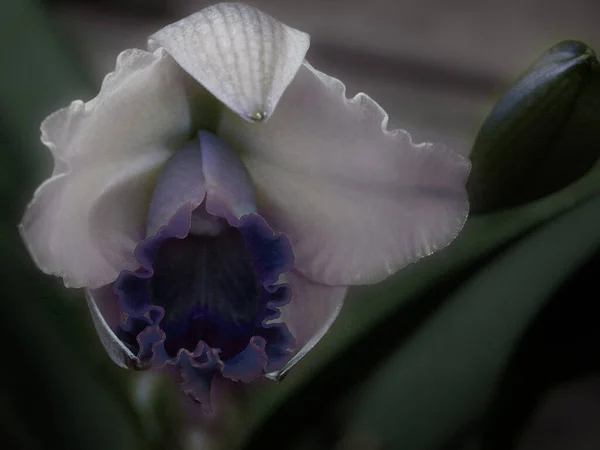 Hermosa Flor Iris Bud Cerca — Foto de Stock
