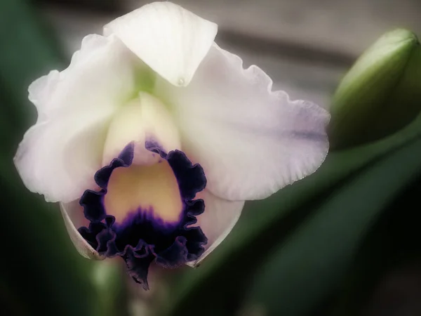 Beautiful Iris Flower Bud Close — Stock Photo, Image