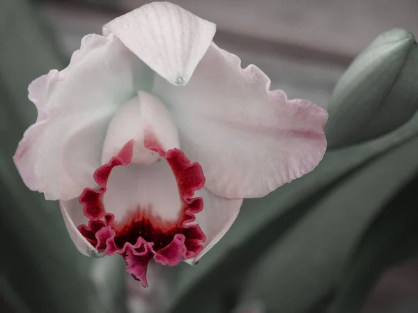 Hermosa Flor Iris Bud Cerca — Foto de Stock