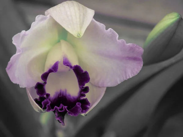 Hermosa Flor Iris Bud Cerca — Foto de Stock