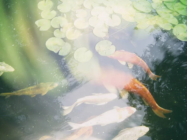 연못에 물고기와 추상적 창조적 — 스톡 사진