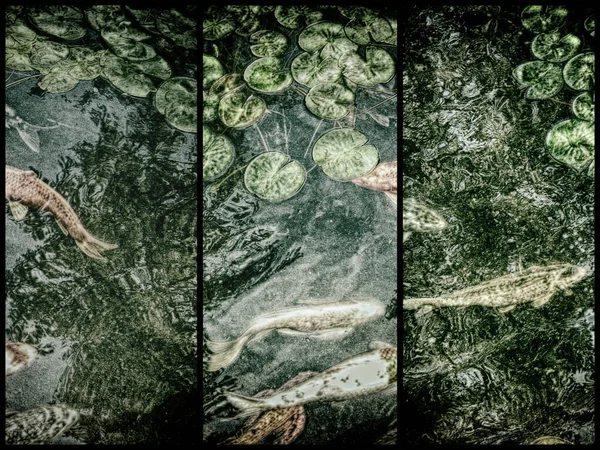 Абстрактный Творческий Фон Рыбами Пруду — стоковое фото