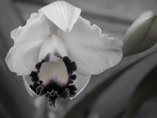 Piękny Kwiat Iris Bud Zamknij Się — Zdjęcie stockowe
