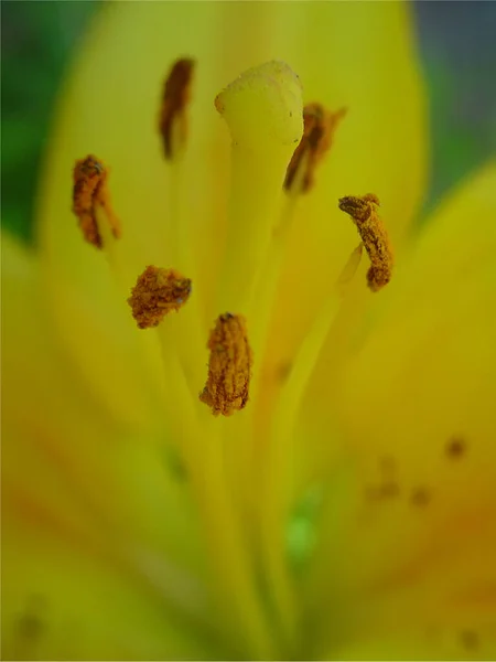 Closeup View Beautiful Flower — Stock Photo, Image