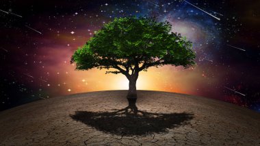 Kurak topraklarda yaşam ağacı