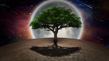 Kurak topraklarda yaşam ağacı