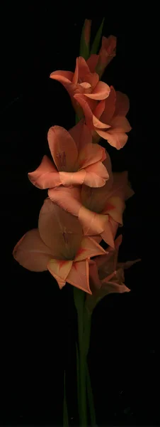 Квіти Гладіоли Чорному — стокове фото