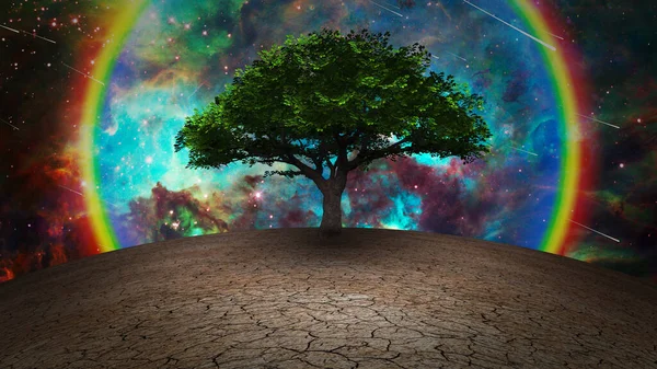 Árbol Vida Tierra Árida — Foto de Stock