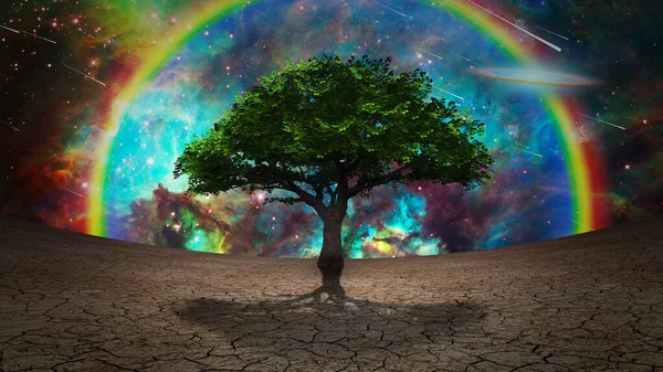 Árvore Vida Terra Árida — Fotografia de Stock
