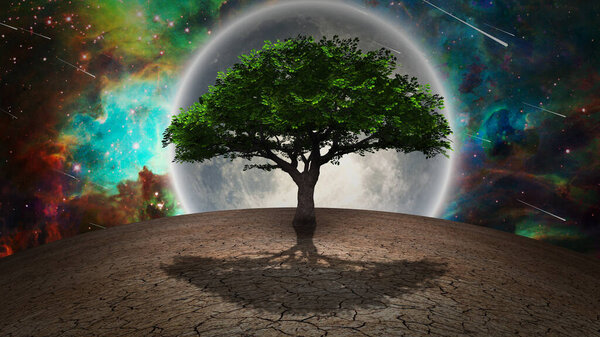 Tree of life in arid land