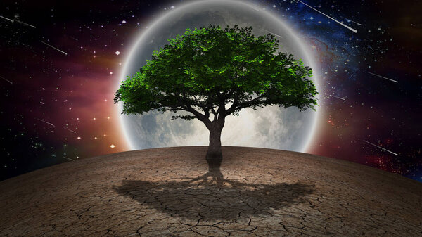 Tree of life in arid land