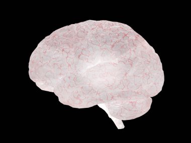 İnsan beyni modeli. 3B görüntüleme