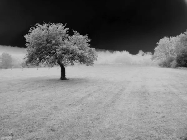 Eenzame Boom Surrealistisch Veld — Stockfoto