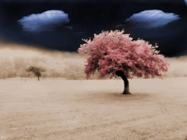 Einsamer Baum Surrealen Feld — Stockfoto