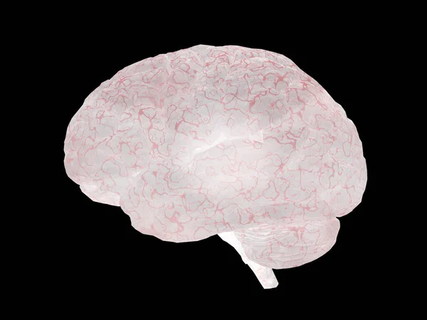Модель Человеческого Мозга Рендеринг — стоковое фото
