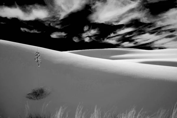 沙漠植物 白色沙丘 — 图库照片