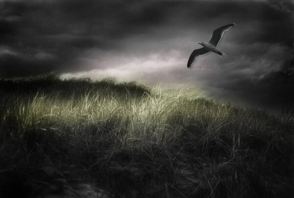 Чайка летит в бурном небе. 3D рендеринг