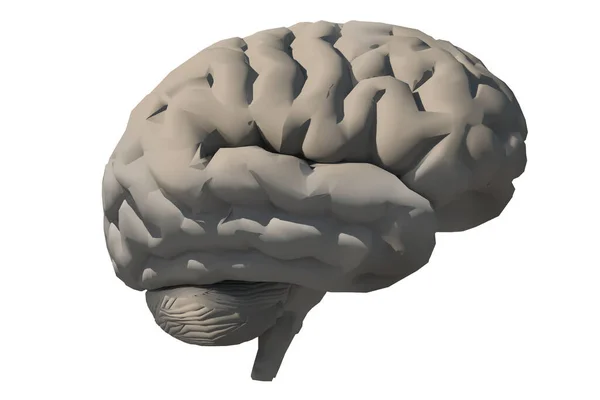 Modelo Cerebro Humano Renderizado —  Fotos de Stock