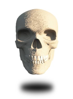 İnsan kafatası modeli beyaza izole edildi